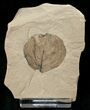 Fossil Populus (Poplar) Leaf - Green River Formation #16628-1